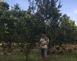 Thanh niên Nguyễn Quảng Hiệp chăm sóc vườn cây ăn quả