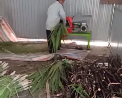 Lao động tại HTX Phát triển nông nghiệp Thịnh Vượng xay mía để ủ chua