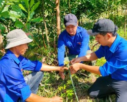 ĐVTN tham gia trồng cây xanh ngày